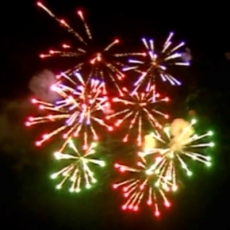 Assorted Shell of Shell 6