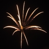 Titanium Cycas Palm 5